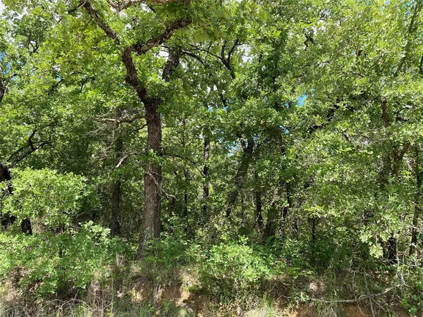 a view of a lush green forest