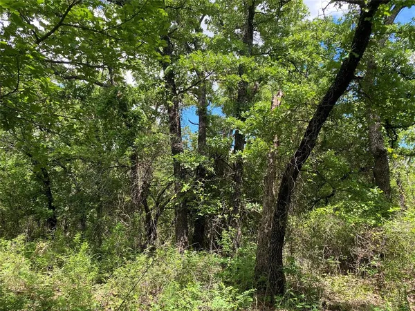 a view of a pathway both side of yard