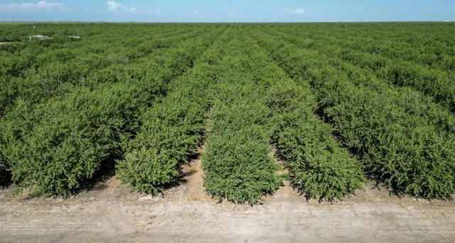 a view of a lush green space