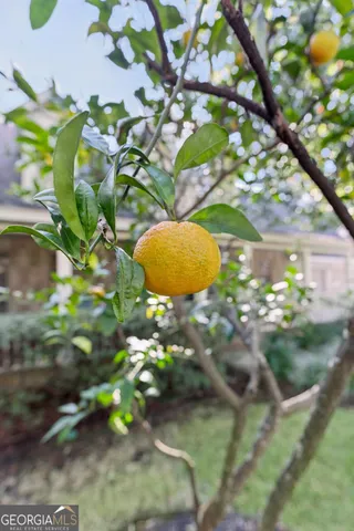 a view of a yard in front of a house with large tree