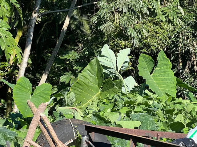 a view of a back yard
