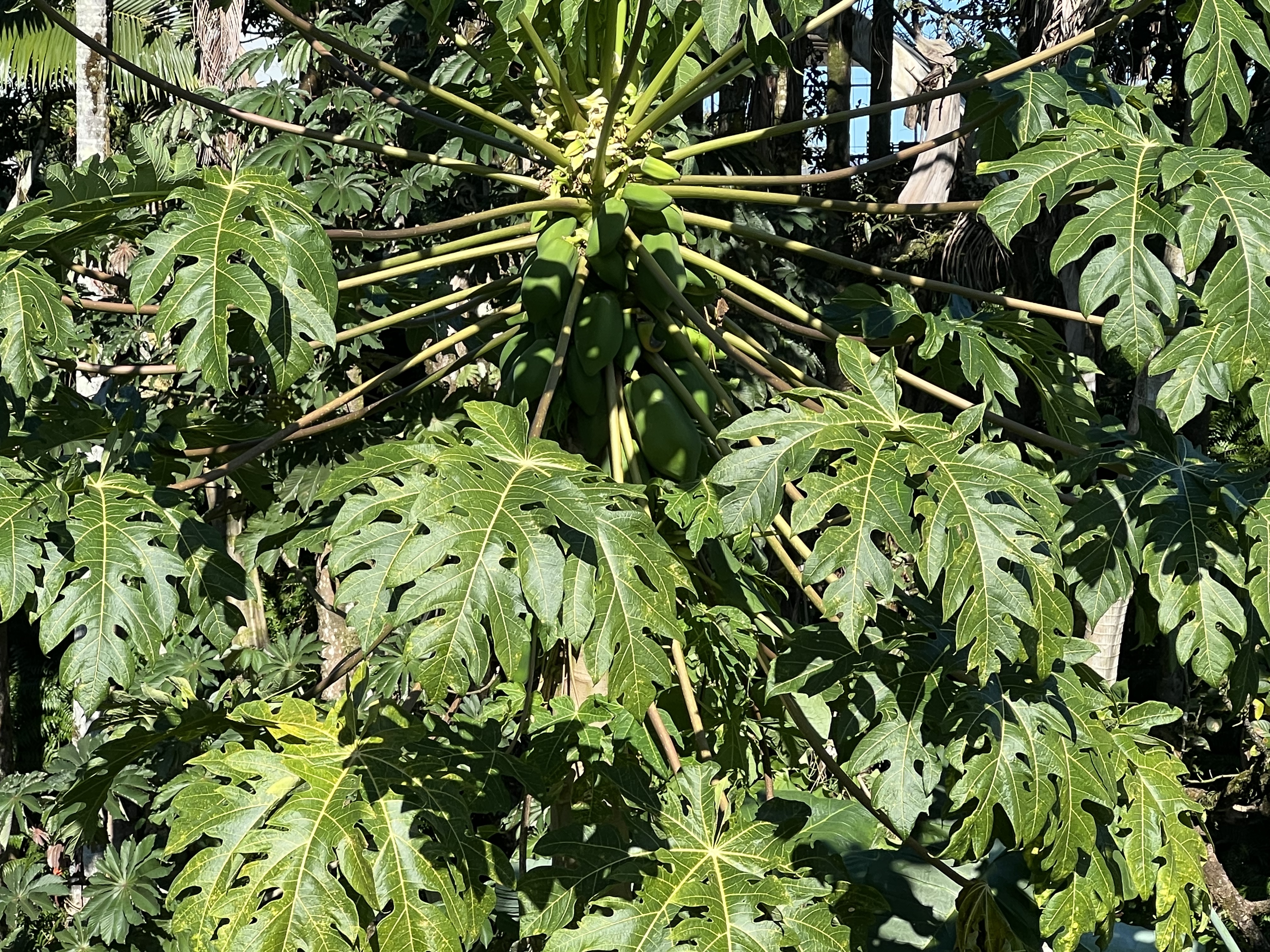 430 Kaiwiki Road Hilo, HI 96720 - Photo 13 of 16 a view of flowers in bunch