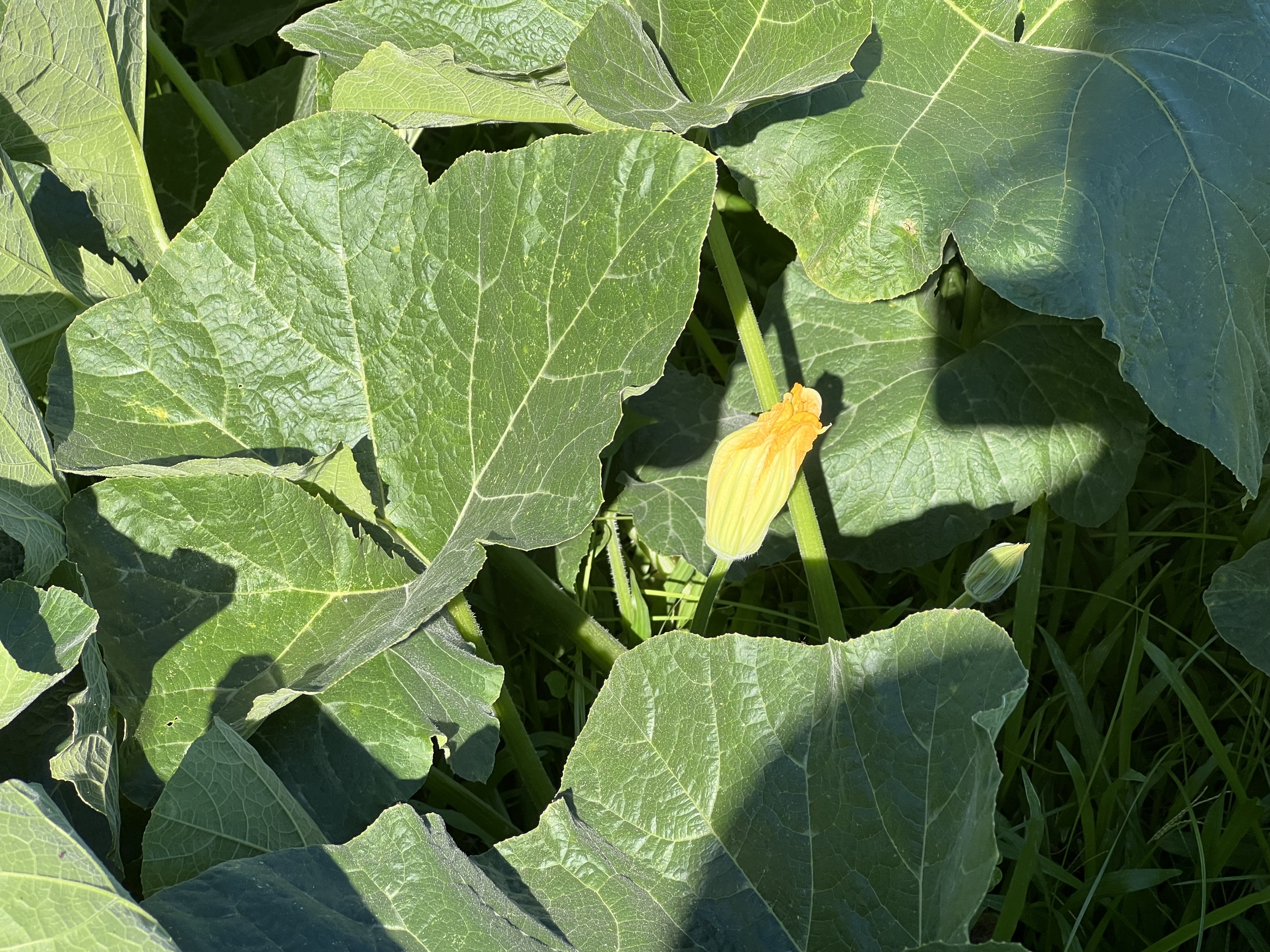 430 Kaiwiki Road Hilo, HI 96720 - Photo 15 of 16 a close up of a green plant in a garden