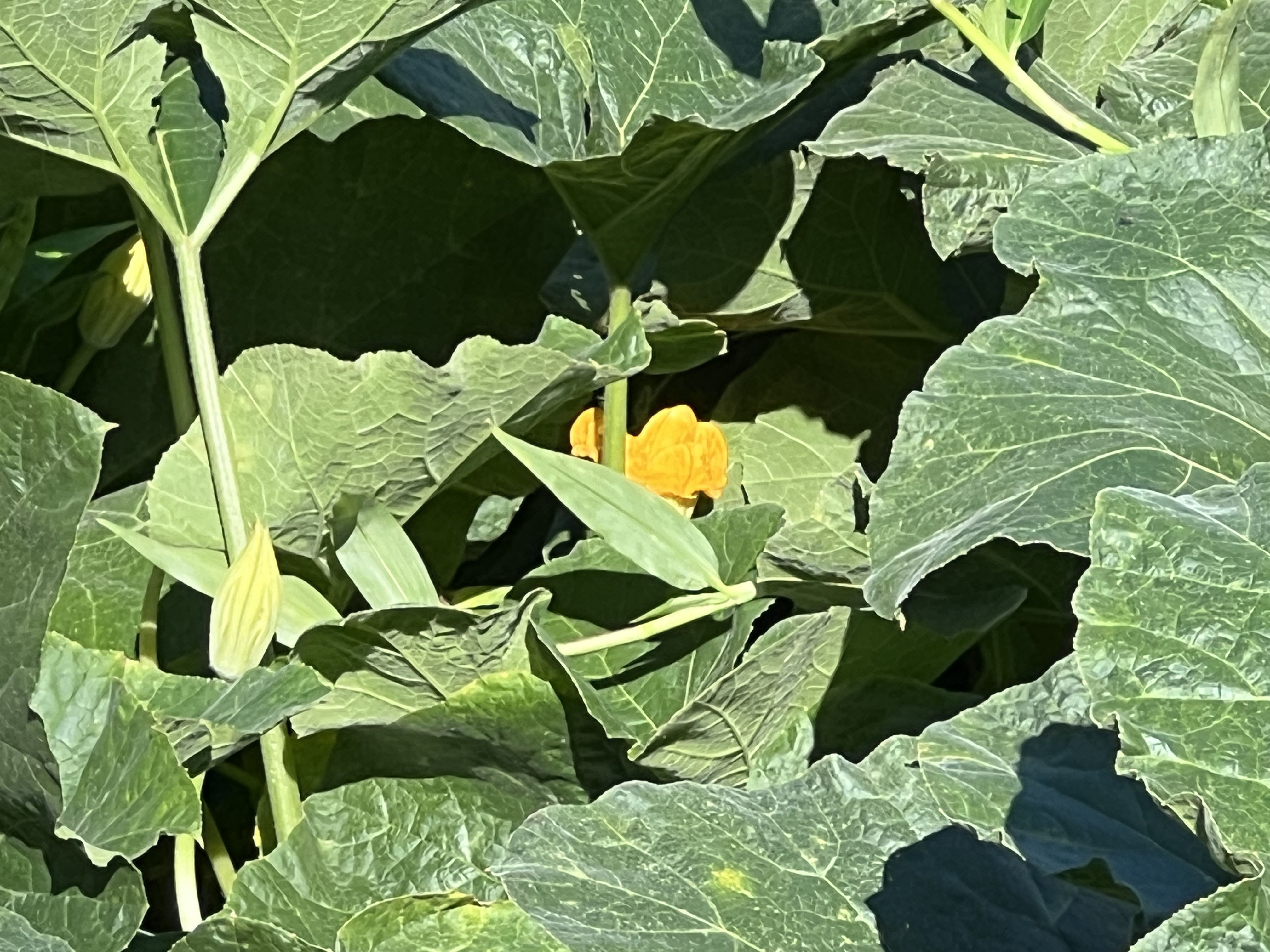 430 Kaiwiki Road Hilo, HI 96720 - Photo 6 of 16 a view of flowers in a garden