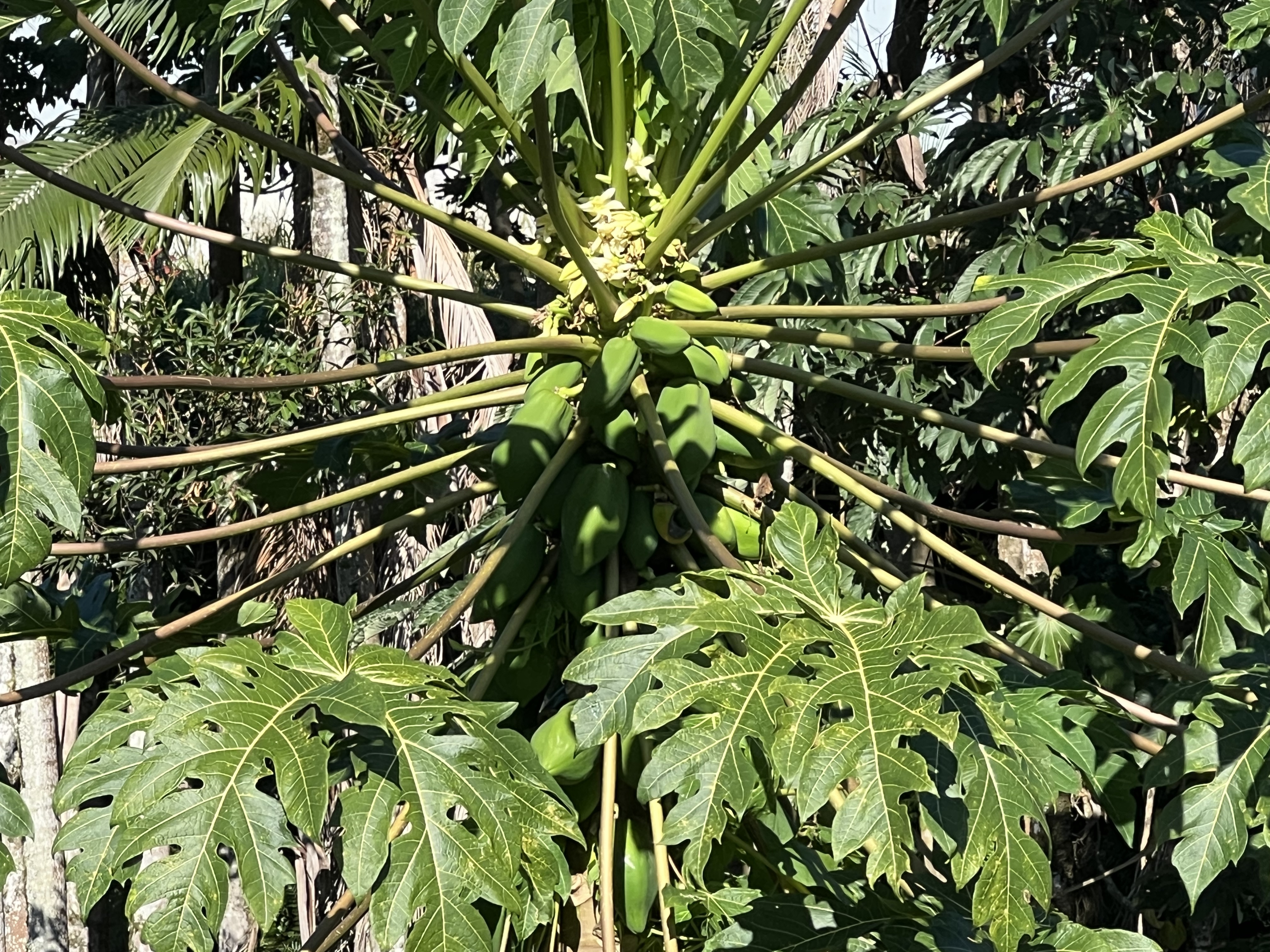 430 Kaiwiki Road Hilo, HI 96720 - Photo 7 of 16 a picture of a tree
