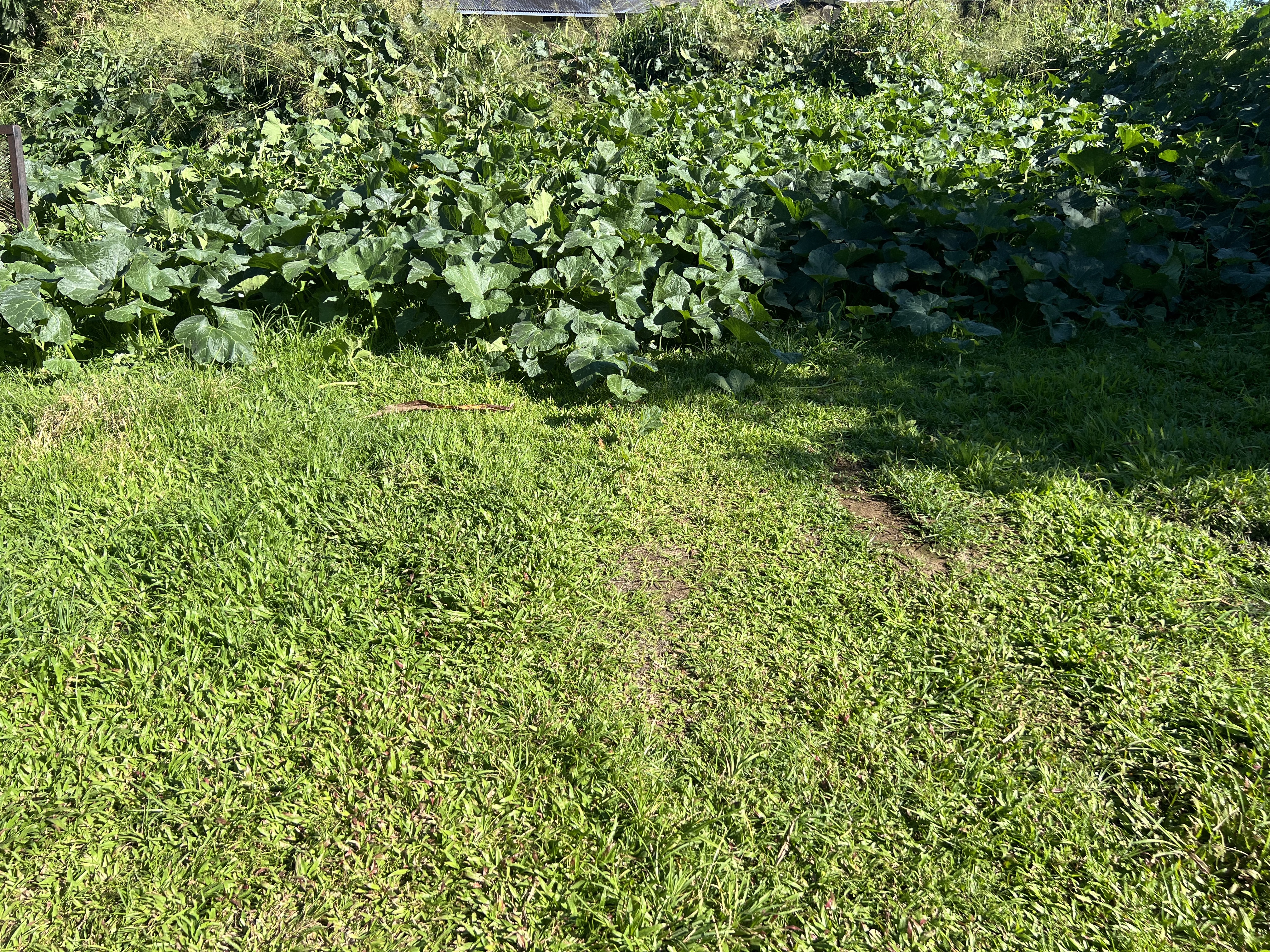 430 Kaiwiki Road Hilo, HI 96720 - Photo 8 of 16 a view of a lush green forest