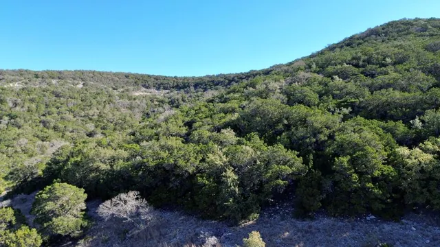 a view of a field with a tree
