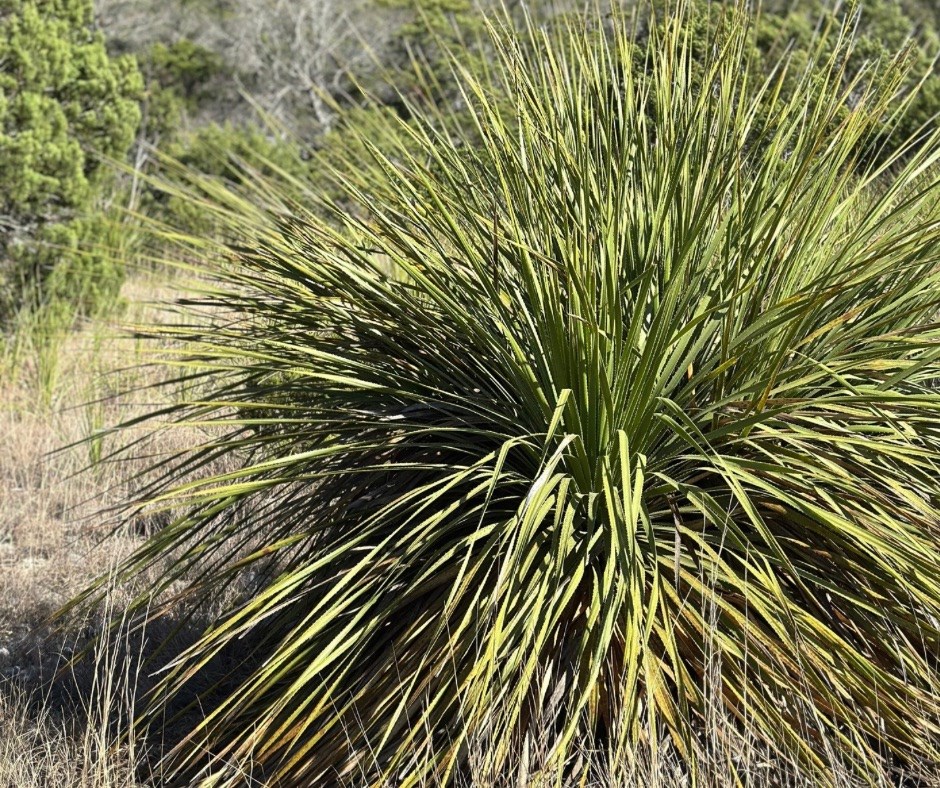 Tbd Tbd Other Bandera, TX 78003 - Photo 14 of 14 a view of outdoor space