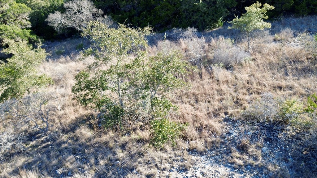 Tbd Tbd Other Bandera, TX 78003 - Photo 2 of 14 a view of a garden with a tree