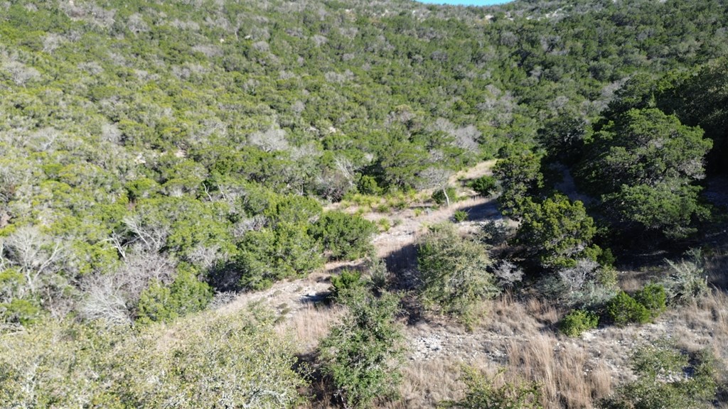 Tbd Tbd Other Bandera, TX 78003 - Photo 9 of 14 a view of a forest with plants and large trees
