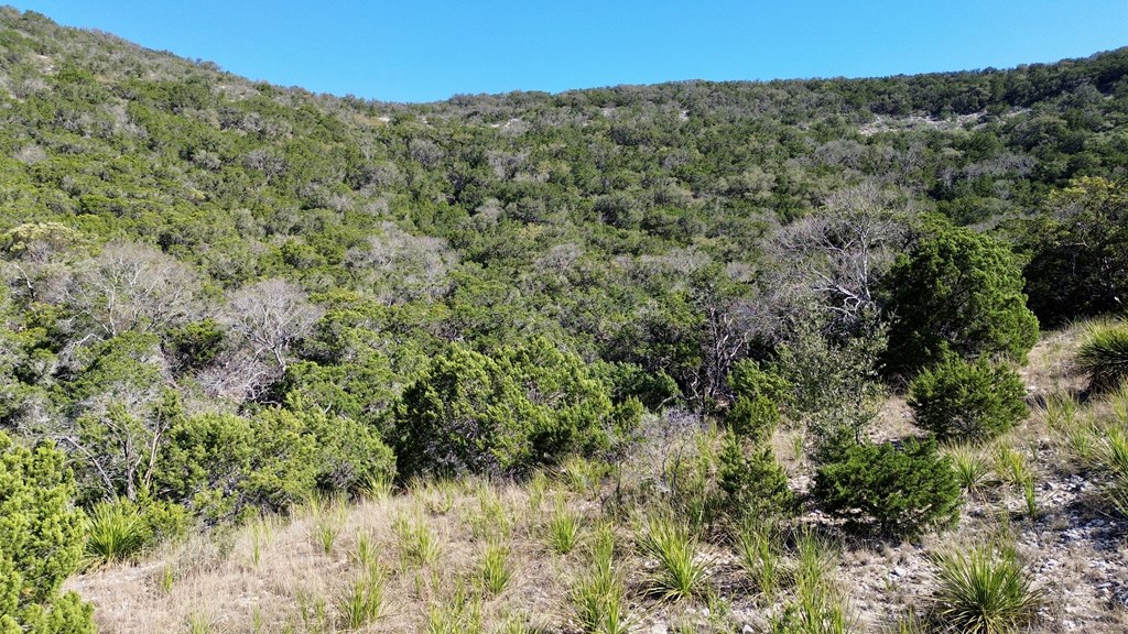 Tbd Tbd Other Bandera, TX 78003 - Photo 10 of 14 a view of a large yard with lots of bushes