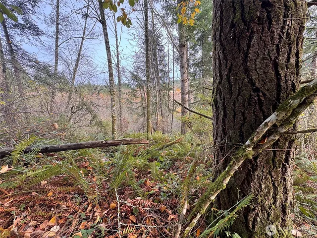 a view of a yard with large trees