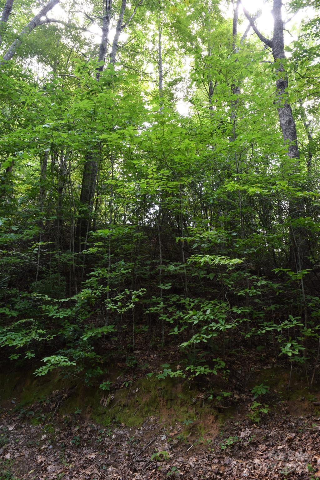 Tbd Hideaway Ridge Trail, Unit 33 & 33A Robbinsville, NC 28771 - Photo 4 of 13 a view of forest
