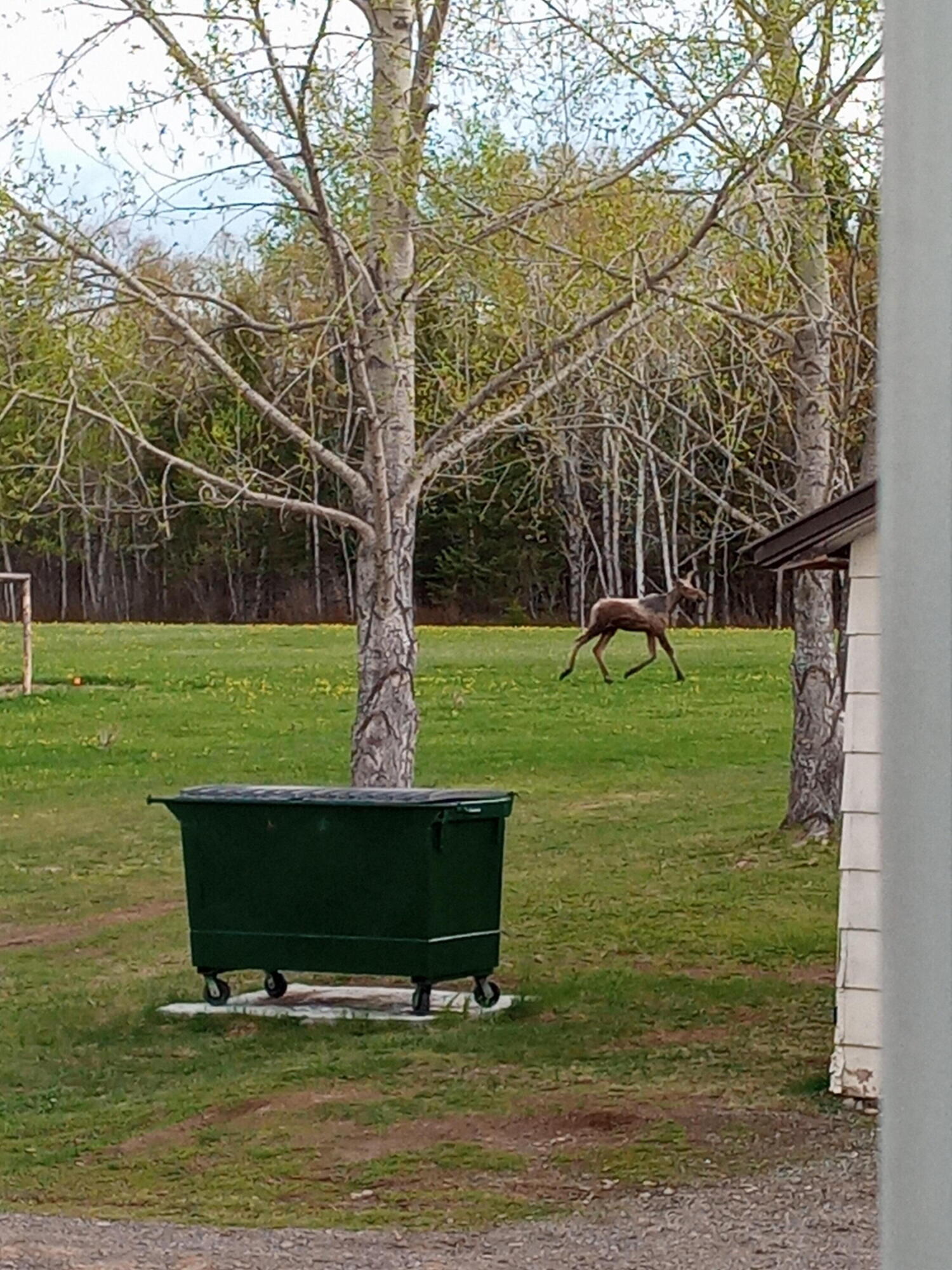 99 Leach Road Ashland, ME 04732 - Photo 25 of 63 baby moose