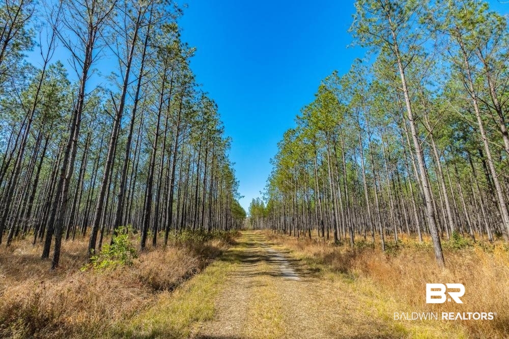 0 Private Road Millry, AL 36558 - Photo 39 of 50