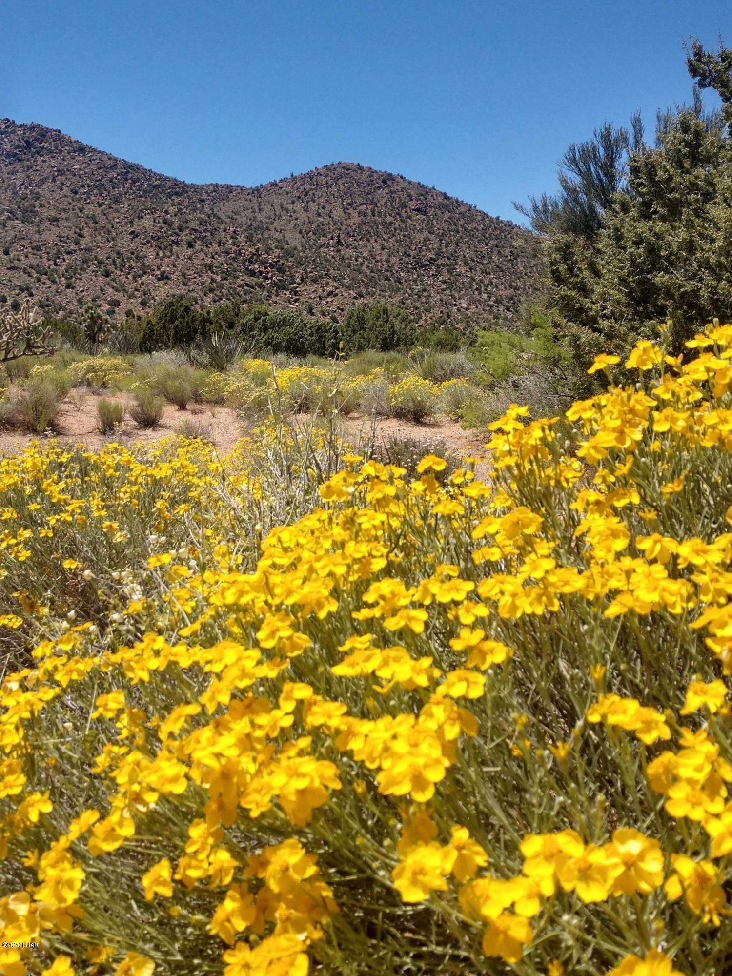 3288 D South Gold Mine Road Yucca, AZ 86438 - Photo 2 of 97 Spring flowers on property