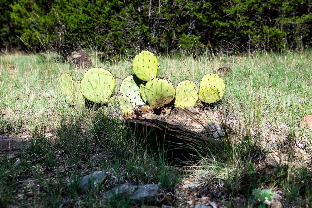 235 Big Bear Loop Strawn, TX 76475 - Photo 17 of 40 a view of a bunch of plants
