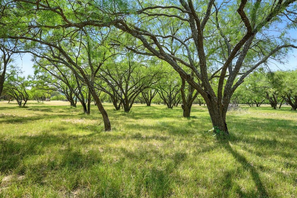 635 County Road 184 Winters, TX 79567 - Photo 32 of 40 View of beautifully landscaped mesquite trees. pruned