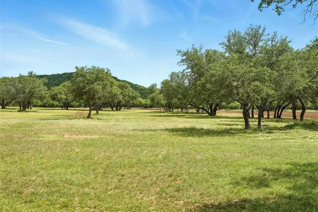 a view of a forest with a tree