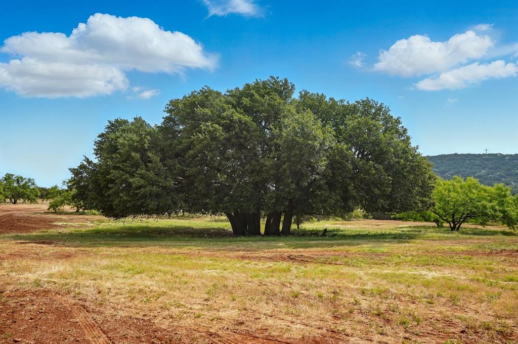 635 County Road 184 Winters, TX 79567 - Photo 7 of 40 Beautiful Massive Oak Tree