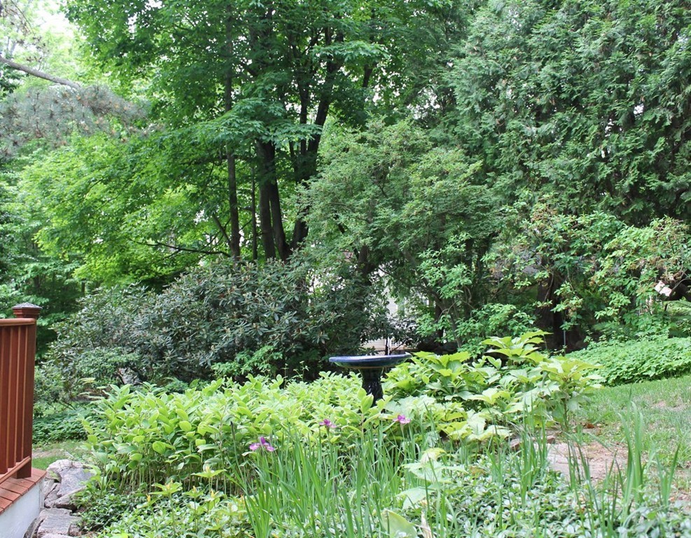 6 Hastings Road Lexington, MA 02421 - Photo 20 of 30 a plant view in yard