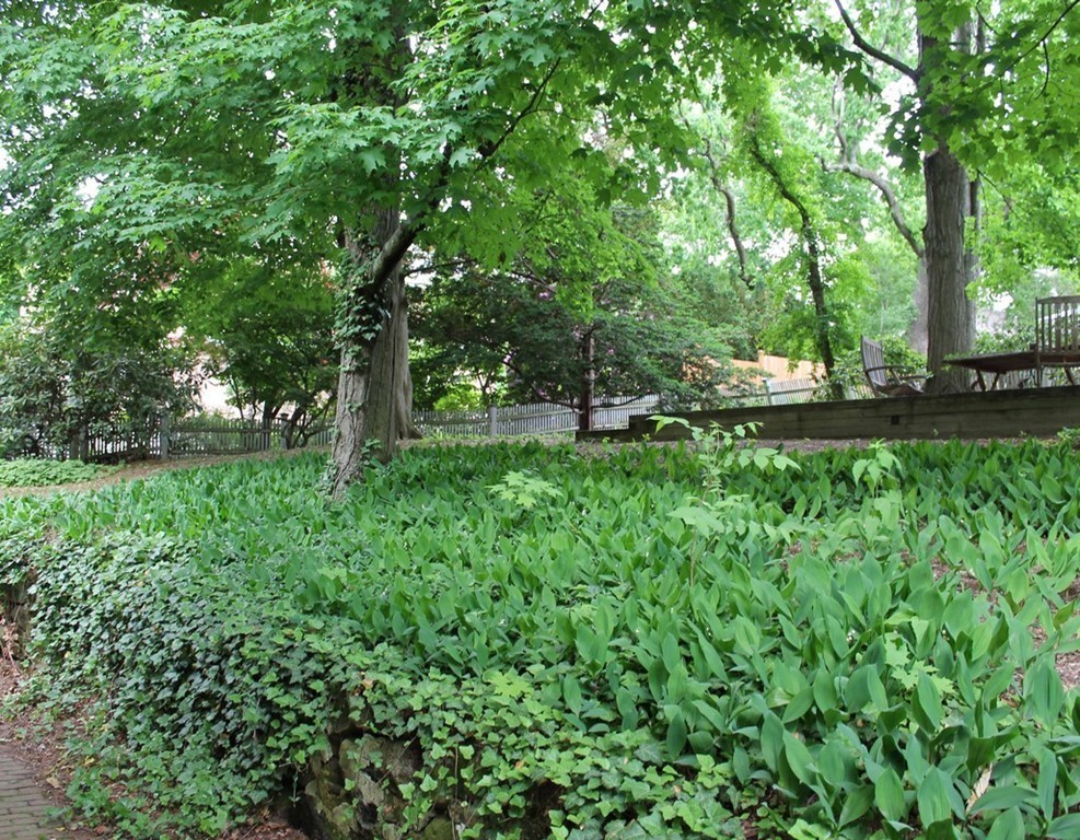6 Hastings Road Lexington, MA 02421 - Photo 24 of 30 a view of backyard with large trees