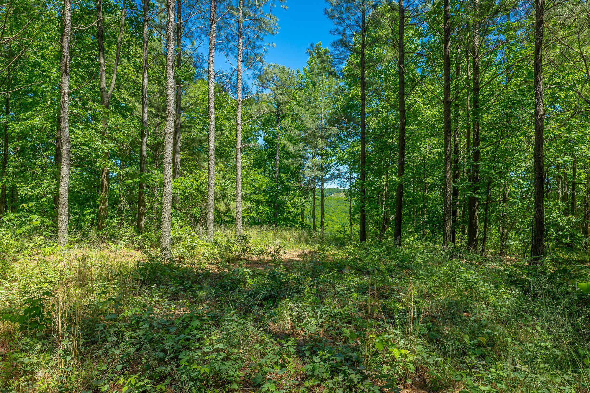0 Split Rail Way, Unit 1349 Guild, TN 37340 - Photo 9 of 108 0 Split Rail Way - Lot 1349 HD-55