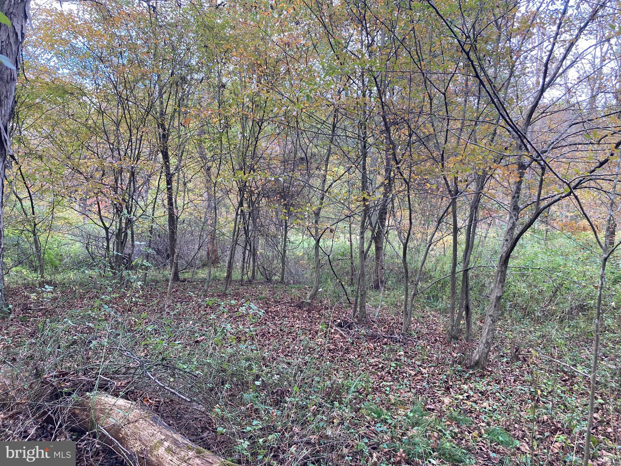 0 Creek Road Thompsontown, PA 17094 - Photo 11 of 19 Serene woodland retreat in autumn hues.