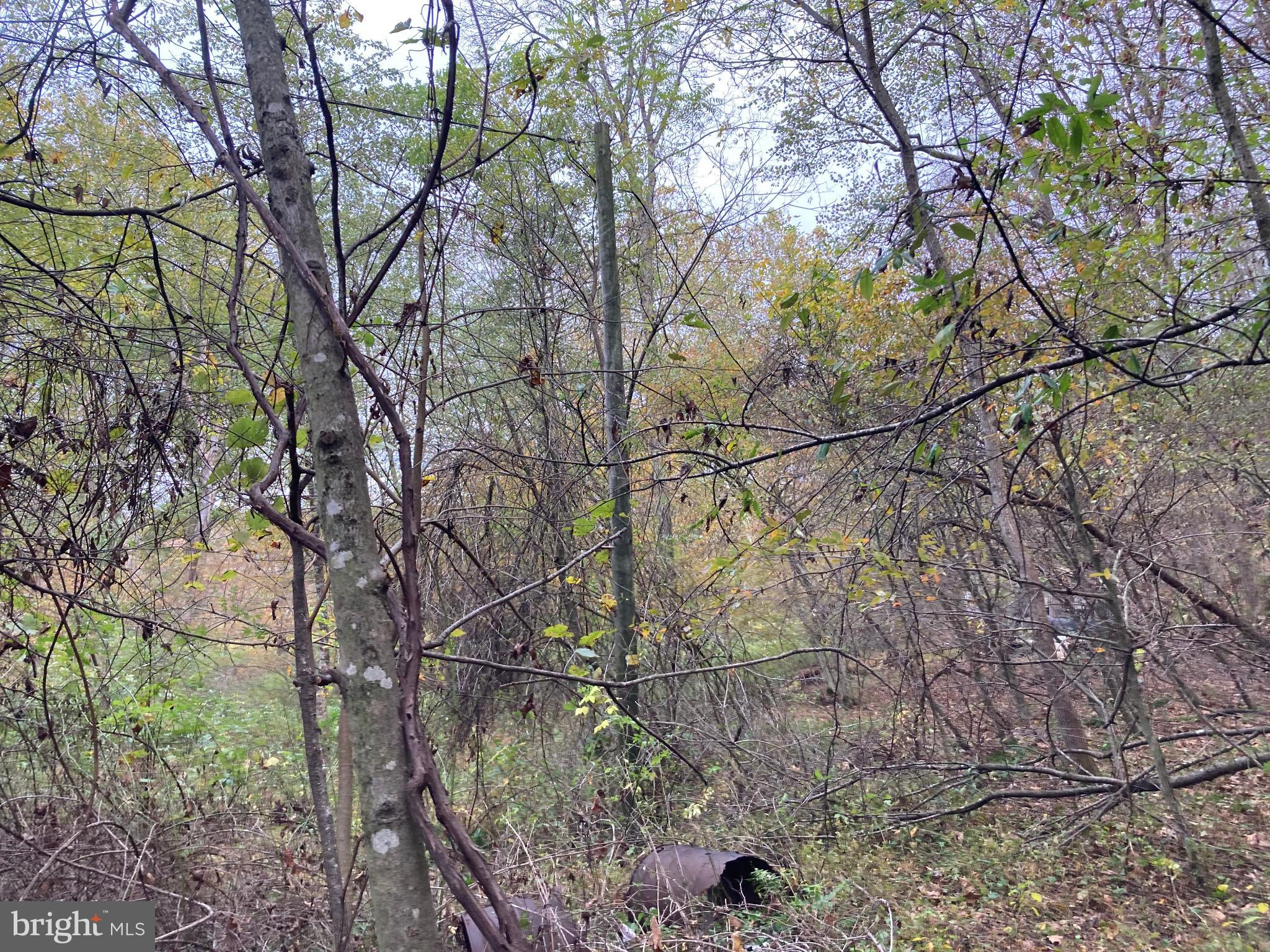 0 Creek Road Thompsontown, PA 17094 - Photo 12 of 19 Lush woodland scene in autumn hues.