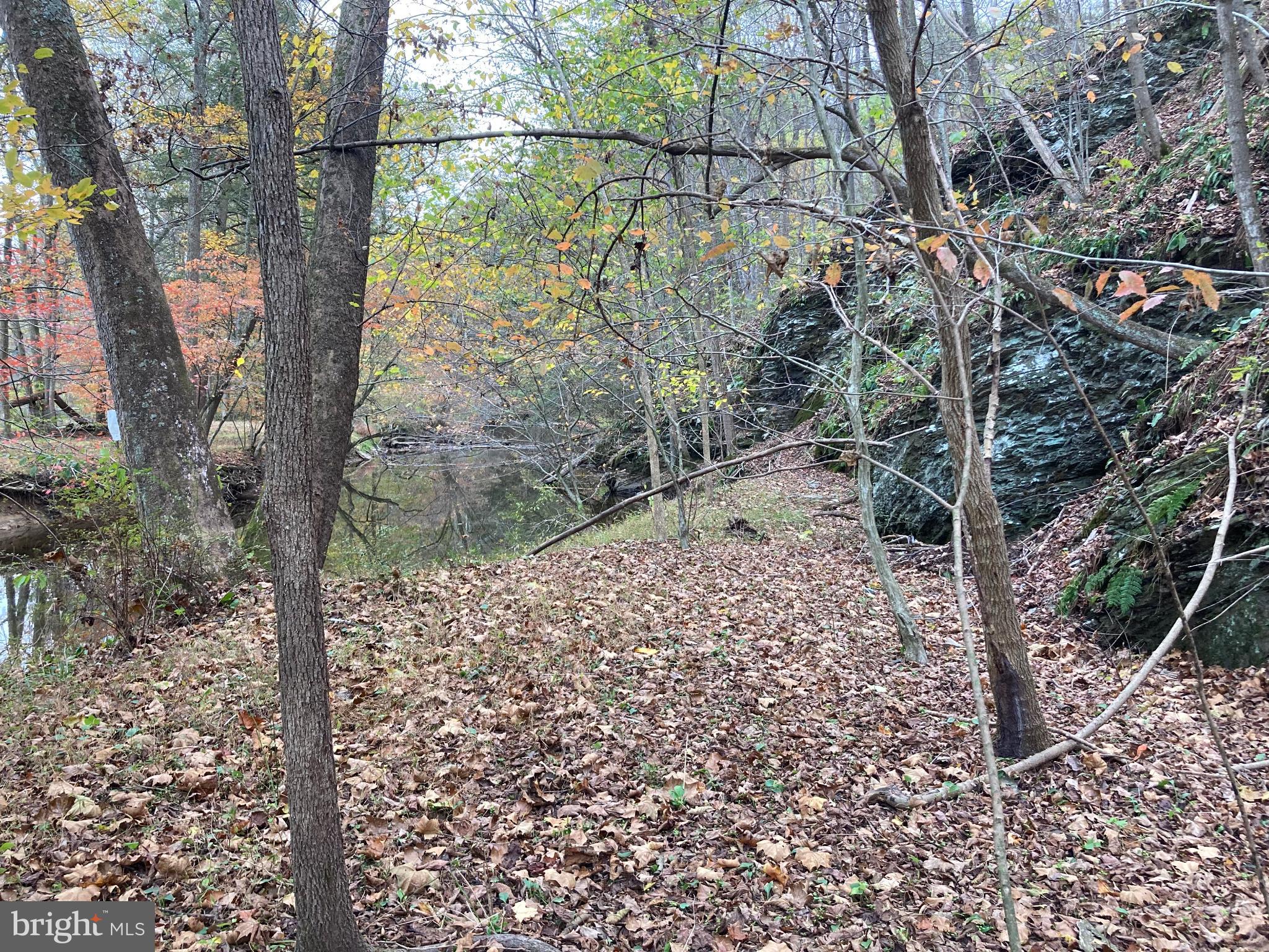 Serene woodland by a tranquil stream.