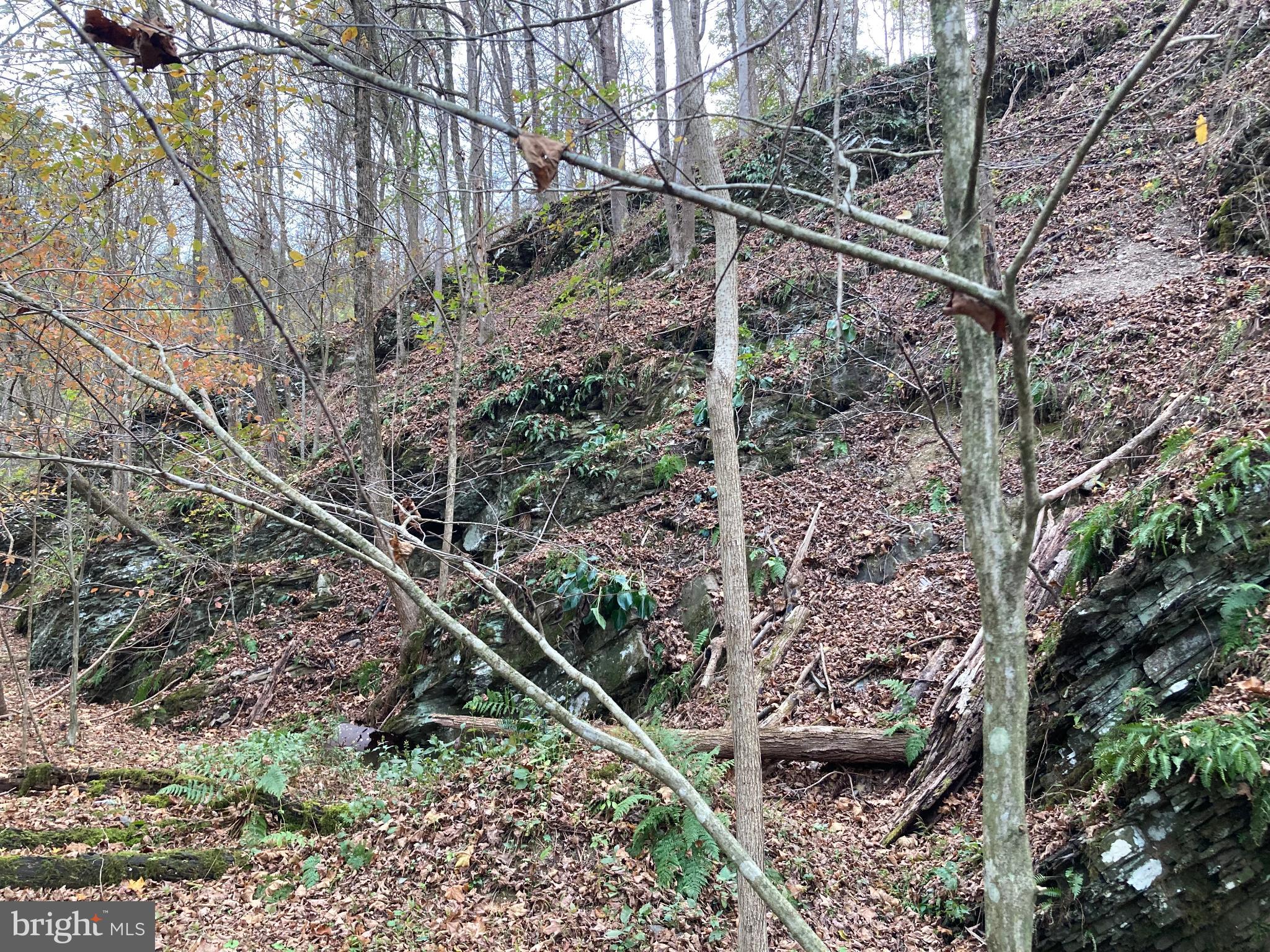 Serene forest landscape with rocky terrain.