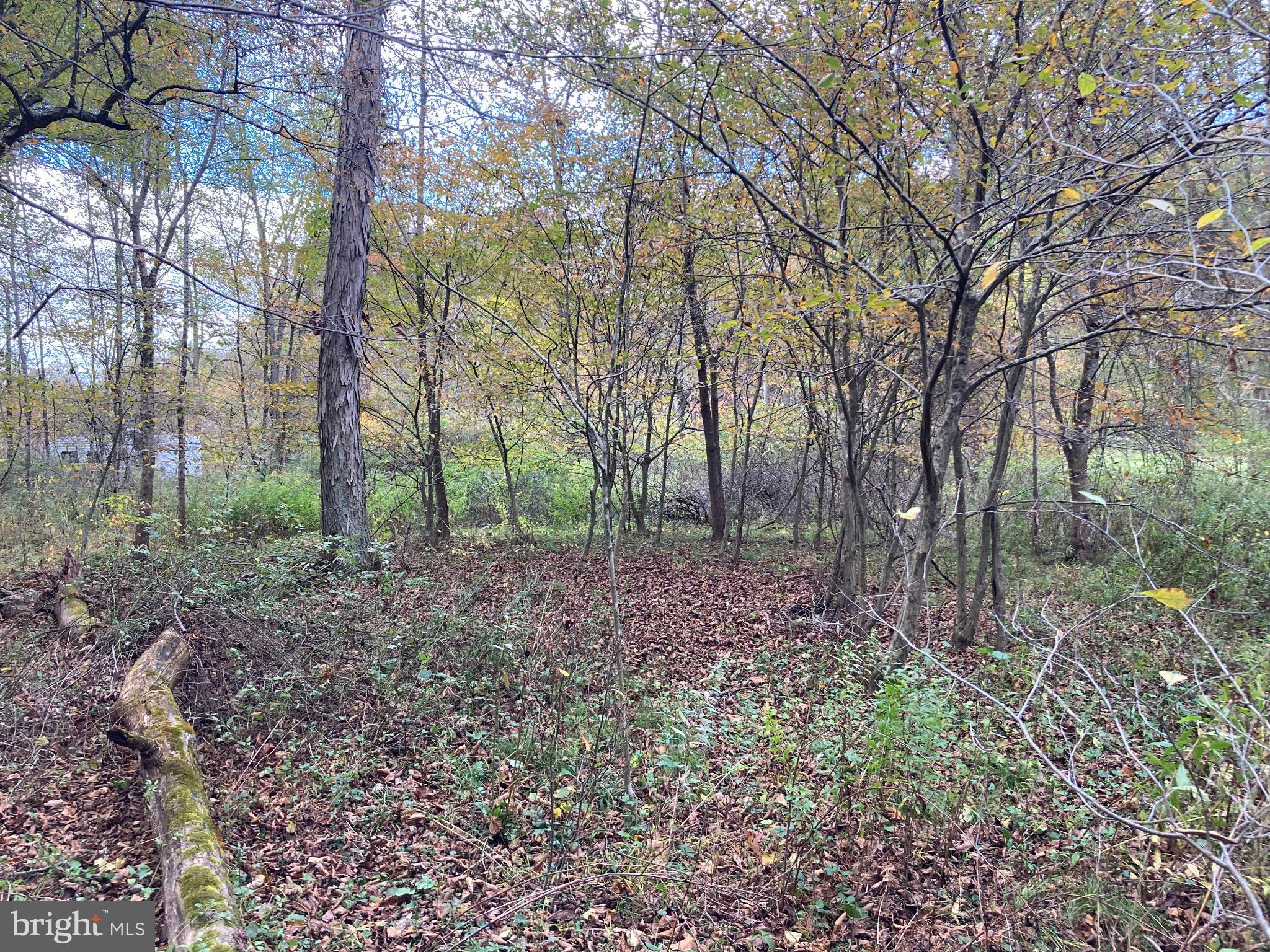 0 Creek Road Thompsontown, PA 17094 - Photo 10 of 19 Serene woodland path in autumn hues.