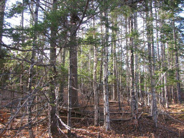 0 Carthage Road Carthage, ME 04224 - Photo 20 of 31 Photo