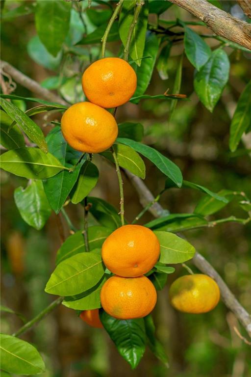 70390 Pichon Road Pearl River, LA 70452 - Photo 31 of 36