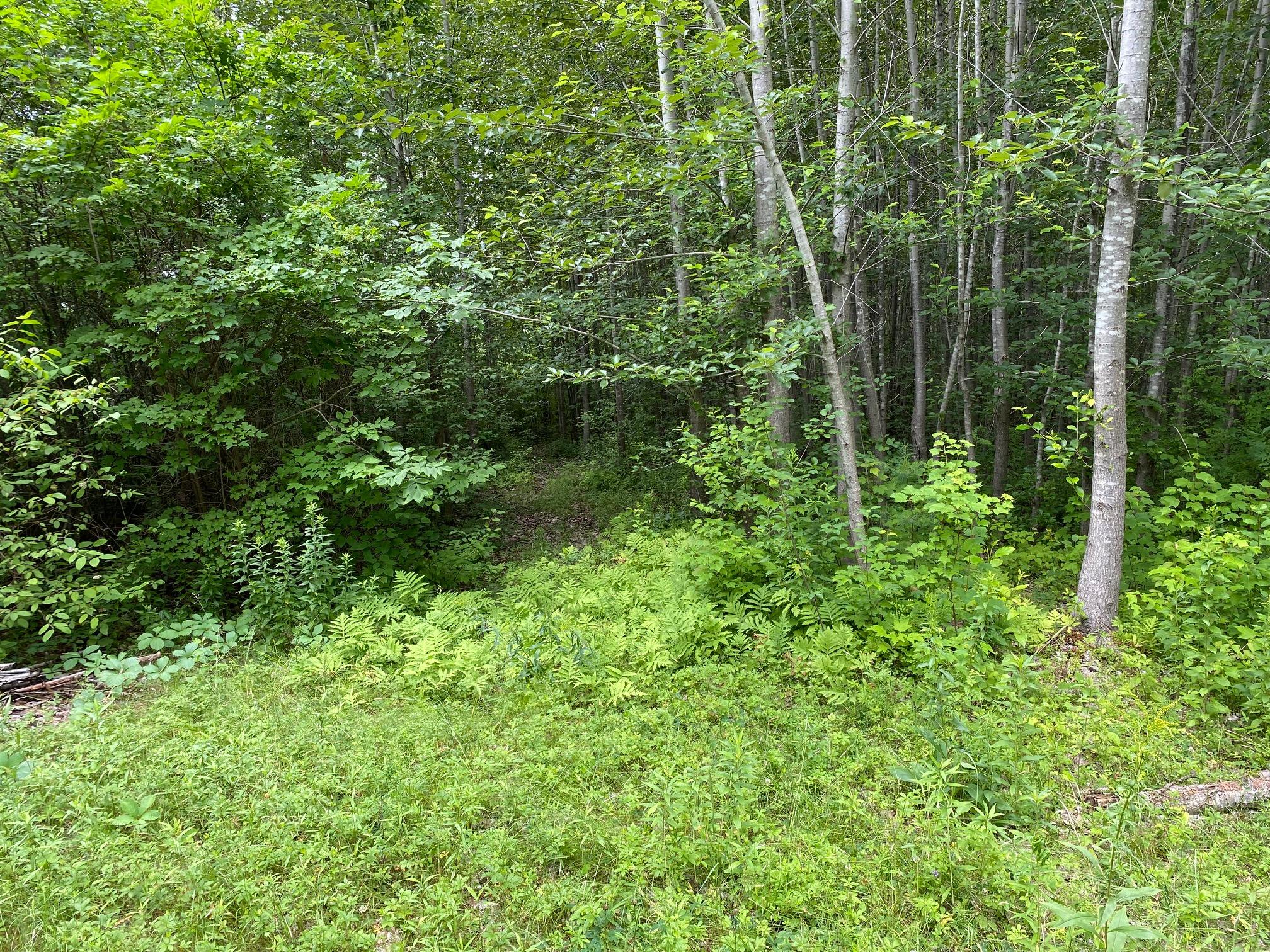 27.38-acre Huston Road Gorham, ME 04038 - Photo 6 of 6 IMG_3406