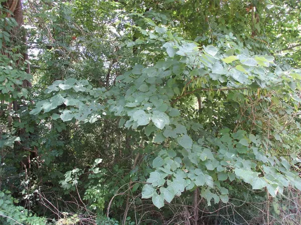 $25,000 | Tbd Laura Drive, Edgewood, TX 75117