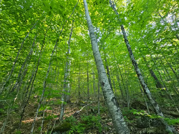 $109,000 | Po M23-l6 Great Moose Drive, Hartland, ME 04943