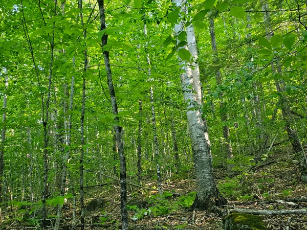 $109,000 | Po M23-l6 Great Moose Drive, Hartland, ME 04943