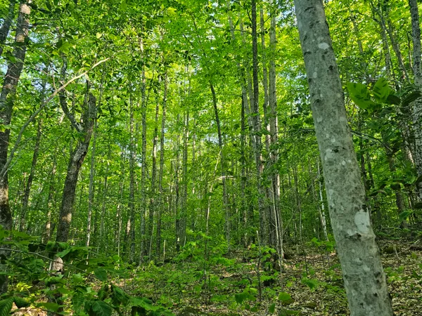 $109,000 | Po M23-l6 Great Moose Drive, Hartland, ME 04943