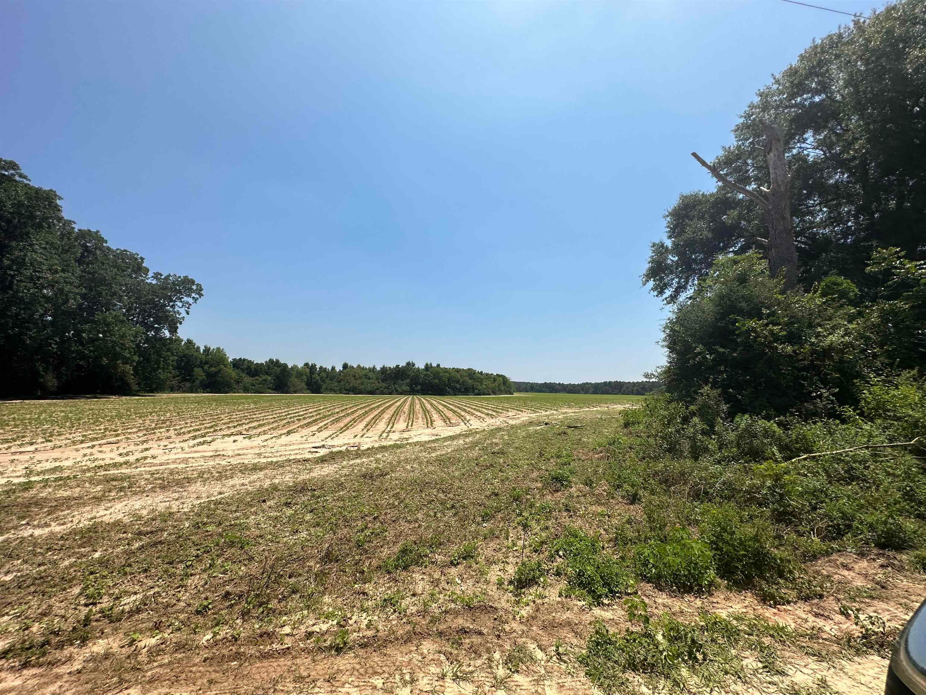 22121 Bettys Road Florala, AL 36442 - Photo 26 of 26 Gallery Image 26