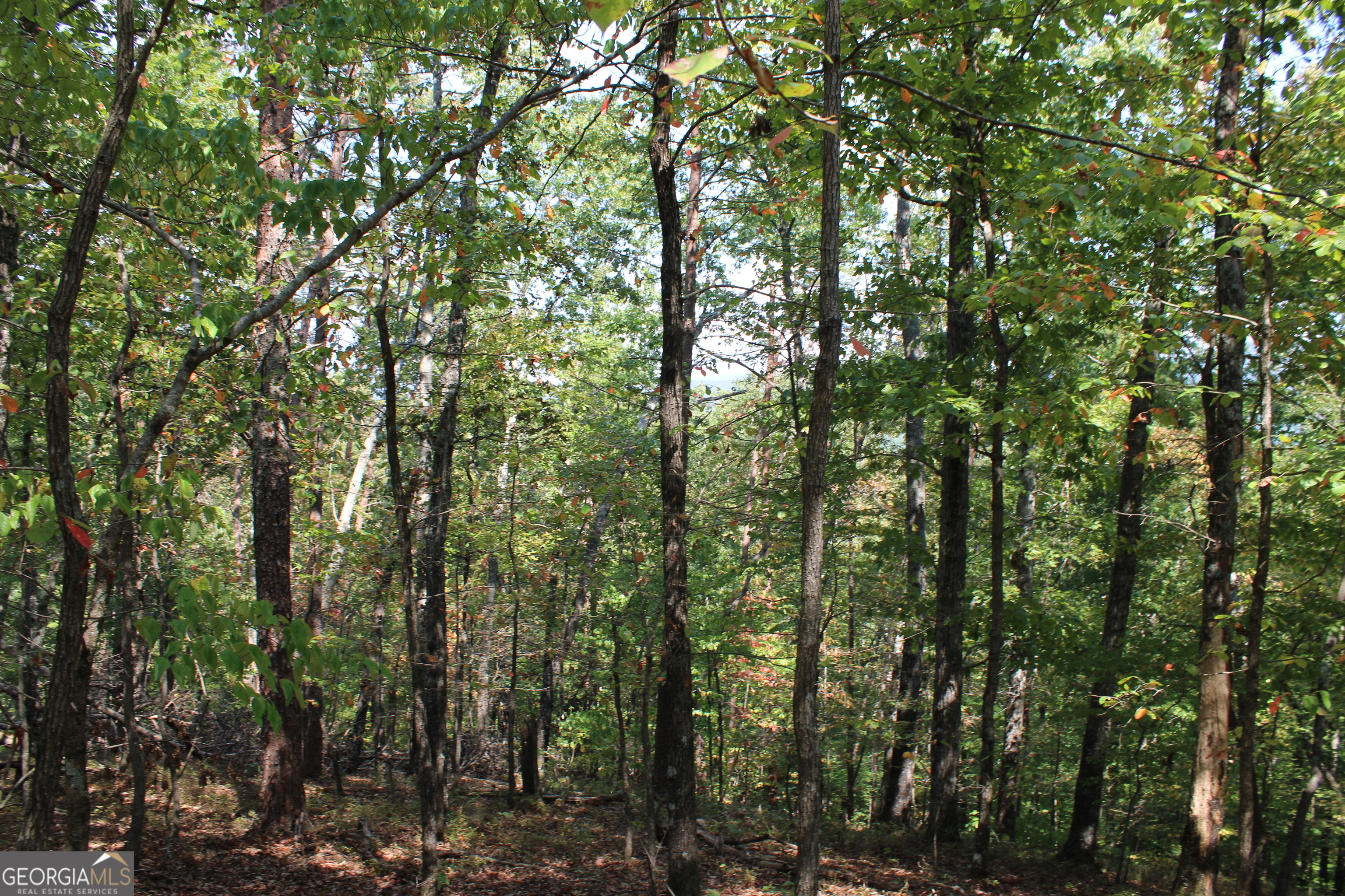 0 Conniston Road Chatsworth, GA 30705 - Photo 4 of 15 a view of a forest