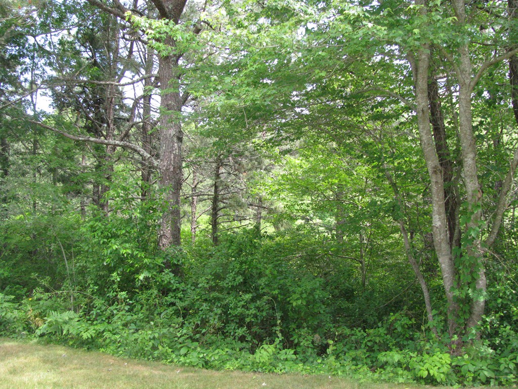 174 Lowell Road, Unit 82 Mashpee, MA 02649 - Photo 13 of 16 a view of a lush green forest