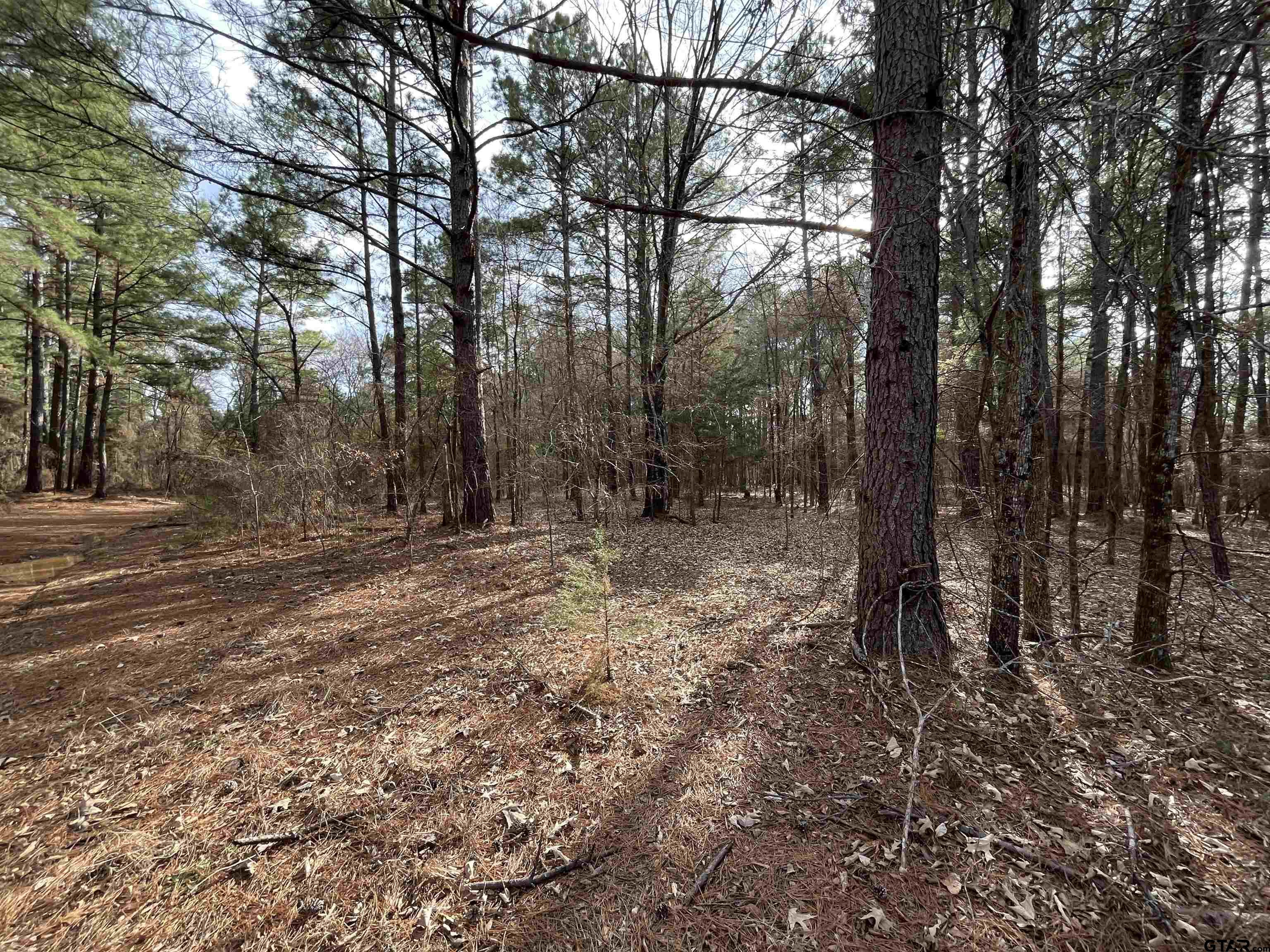 3 Venus Road Gladewater, TX 75647 - Photo 2 of 9 a view of a forest with trees
