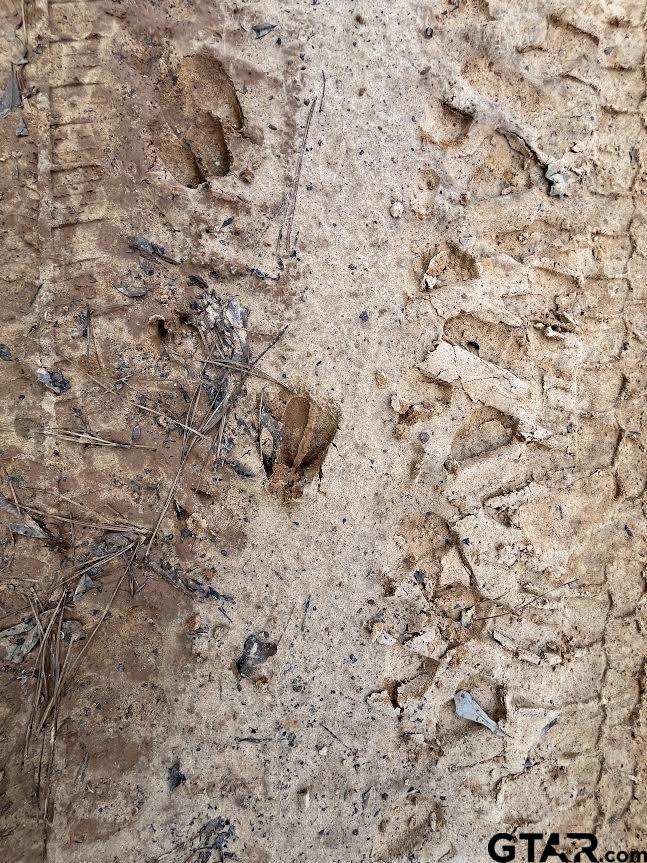 3 Venus Road Gladewater, TX 75647 - Photo 4 of 9