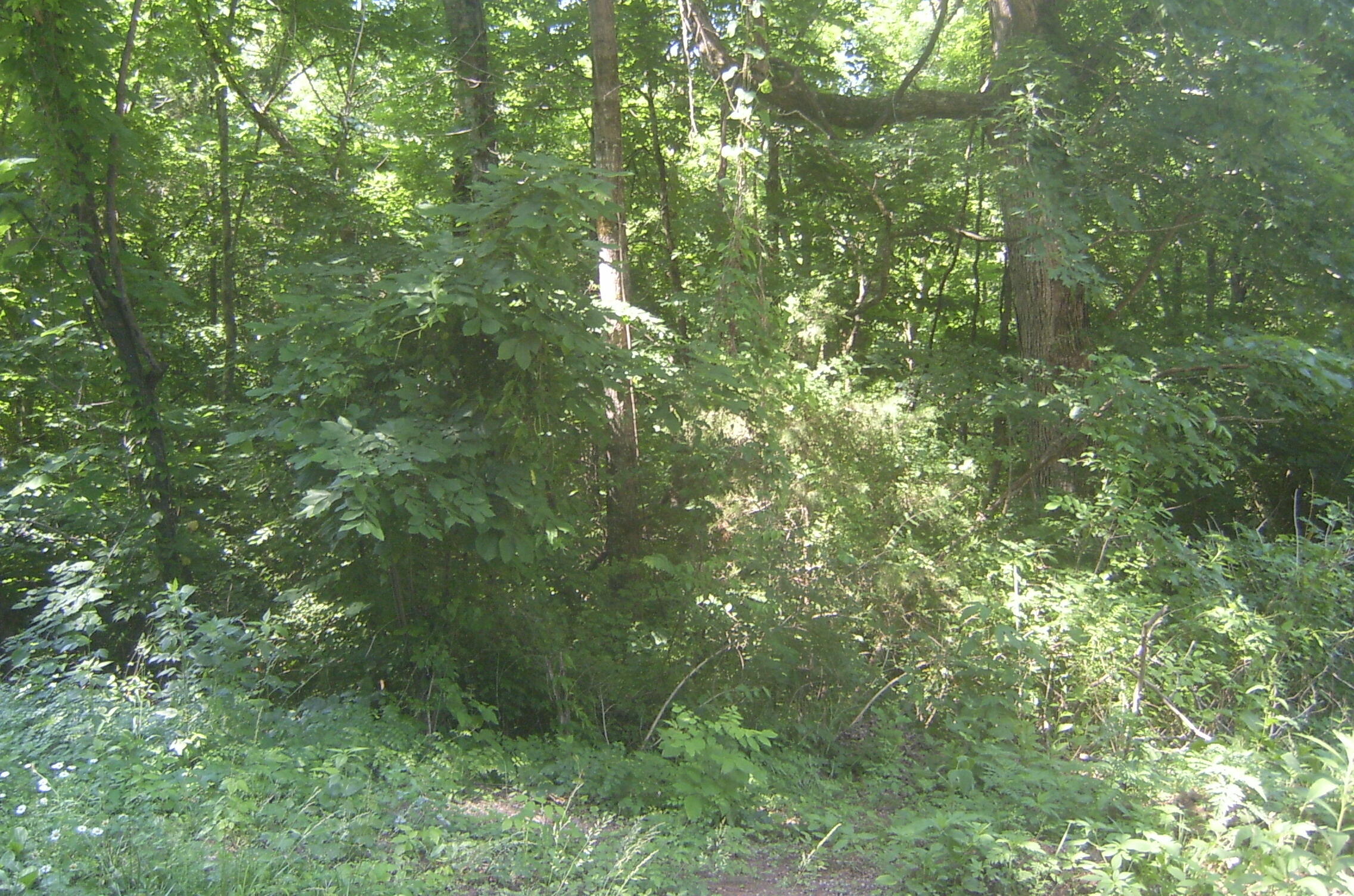 Tbd L Swafford Road Pikeville, TN 37367 - Photo 1 of 6 Twin Lakes