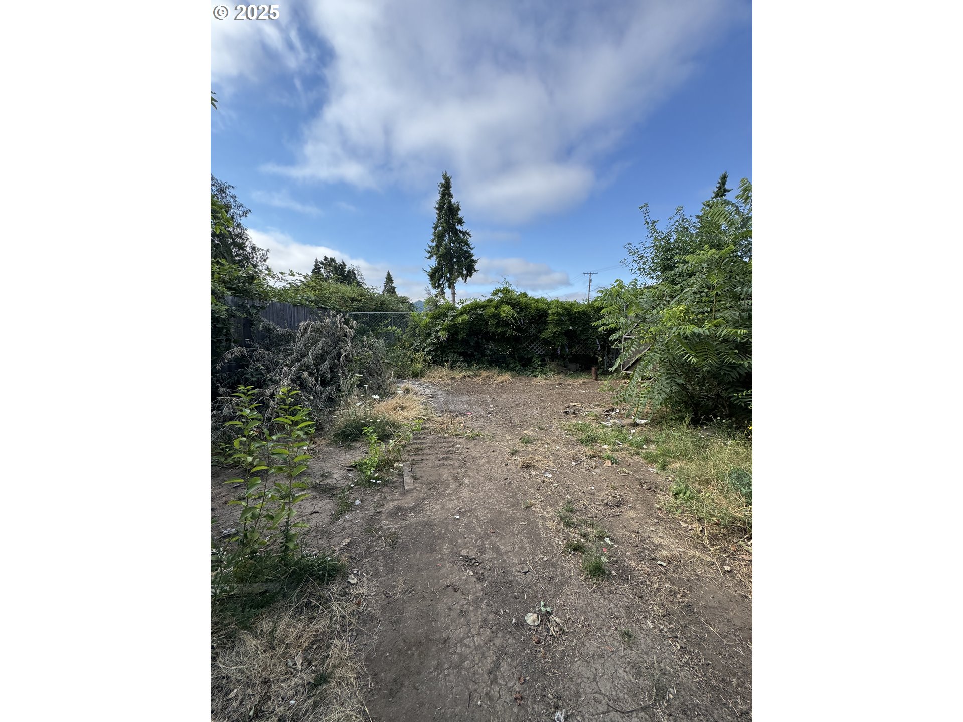 255 36th Street Springfield, OR 97478 - Photo 6 of 11 a view of a yard with plants and trees