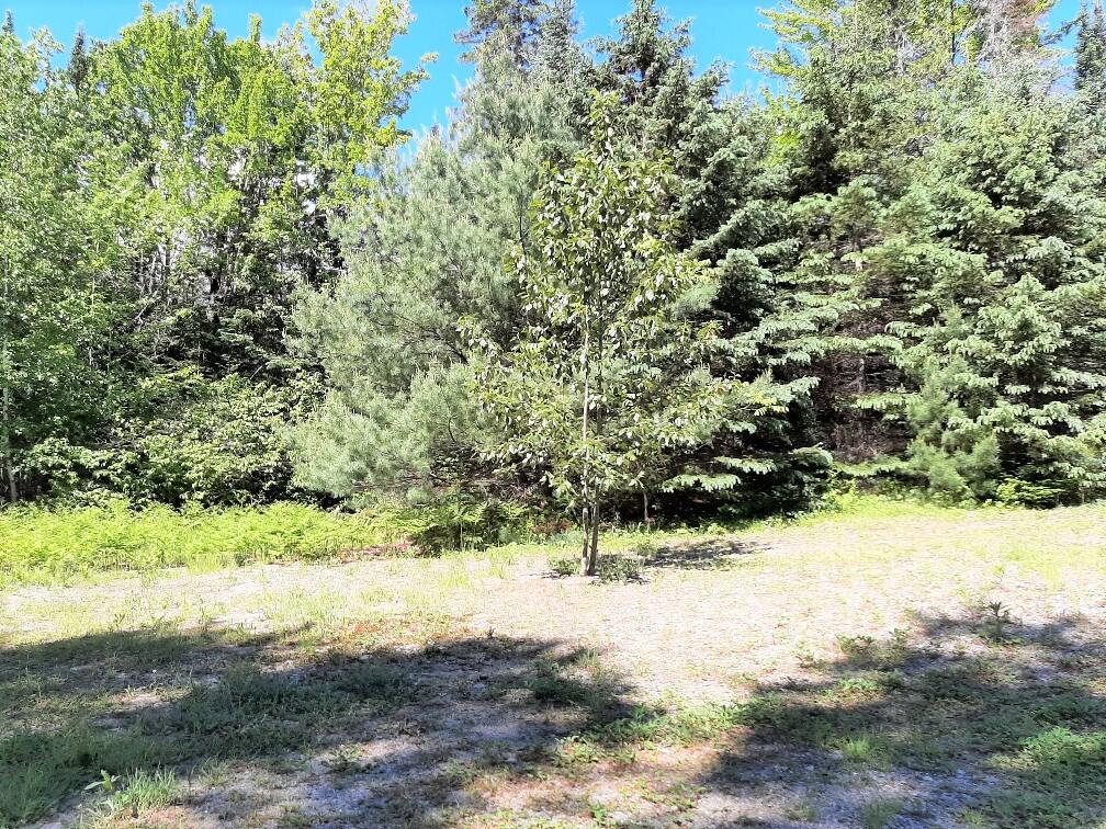 513 West Kingfield Road Kingfield, ME 04947 - Photo 4 of 5 Yard