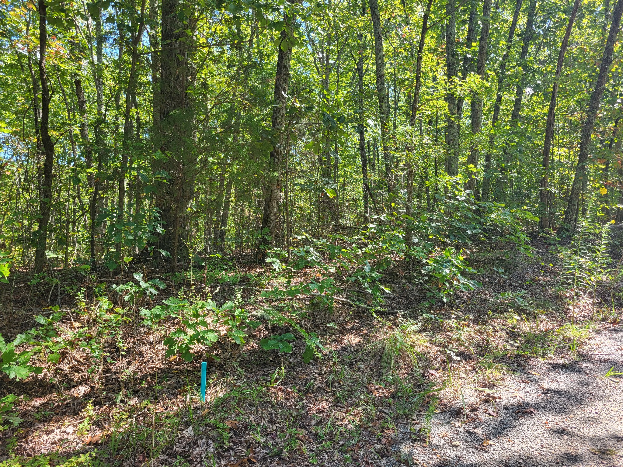 a view of a lush green forest