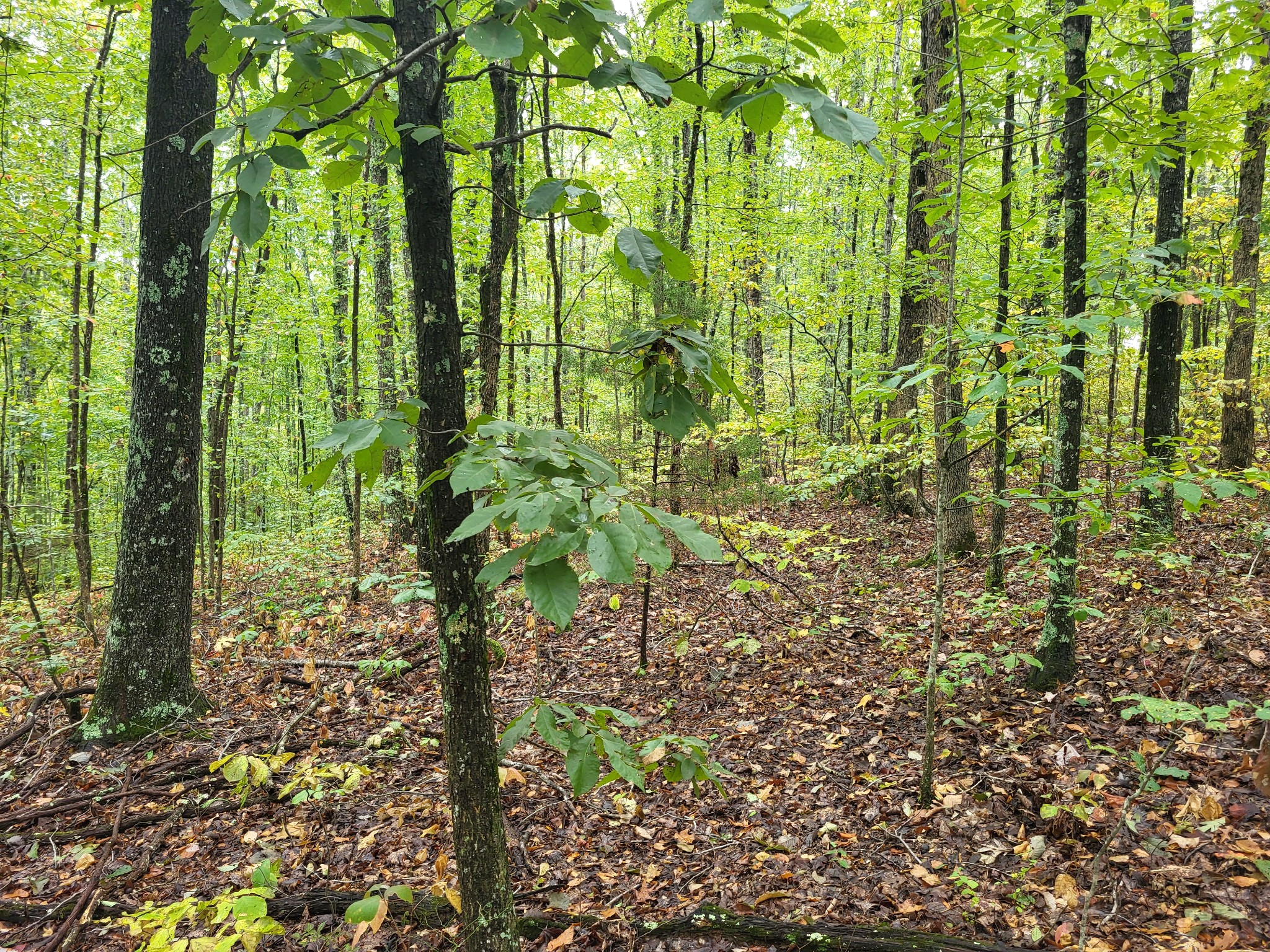 8 Strawberry Gables Holladay, TN 38341 - Photo 2 of 3 a close up of a plant in a garden