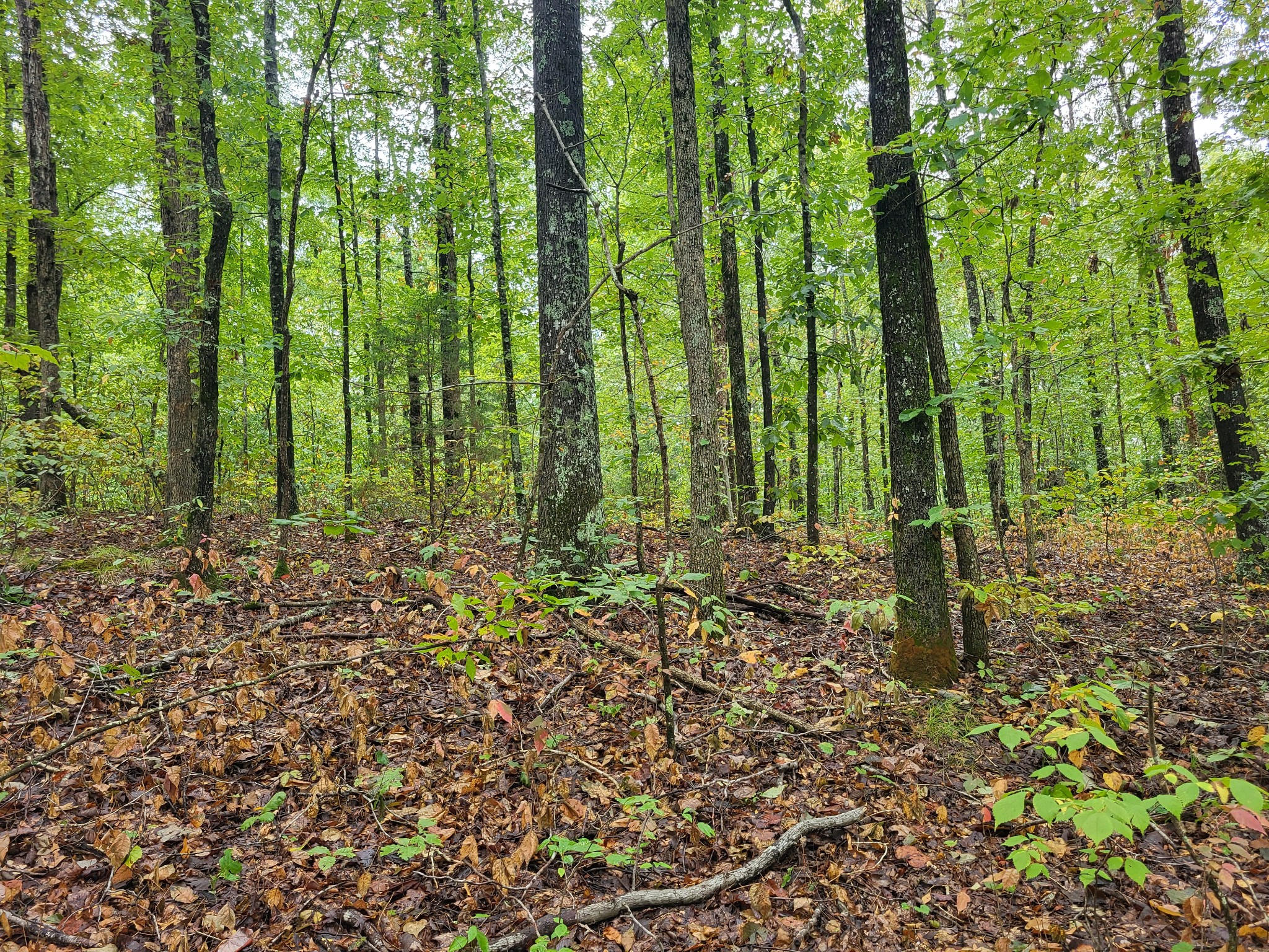 8 Strawberry Gables Holladay, TN 38341 - Photo 3 of 3